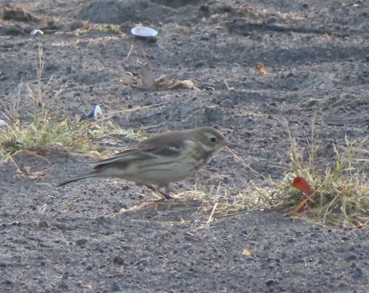 American Pipit - ML643947398