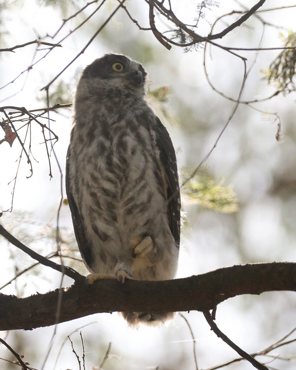 Barking Owl - ML643947407