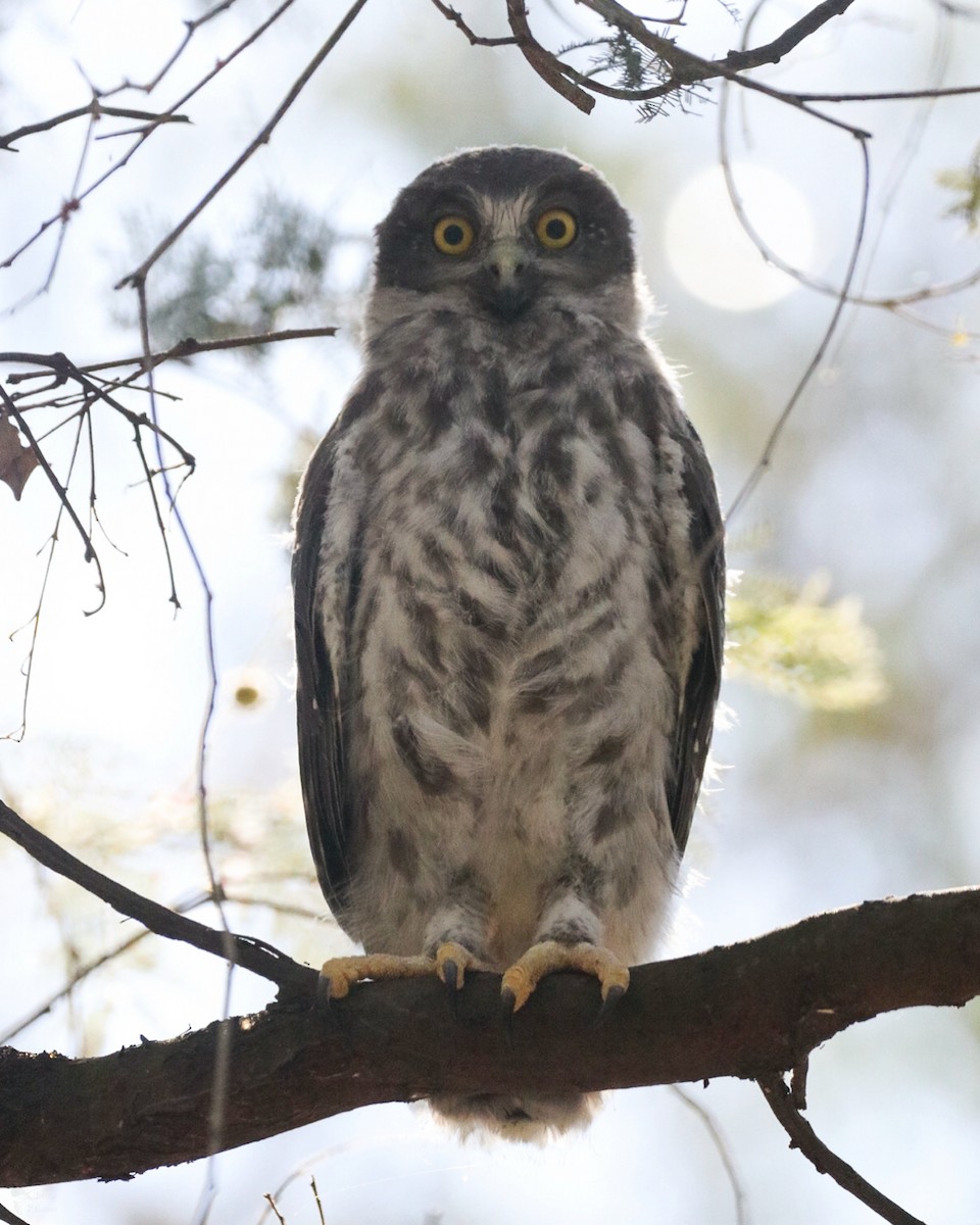 Barking Owl - ML643947408
