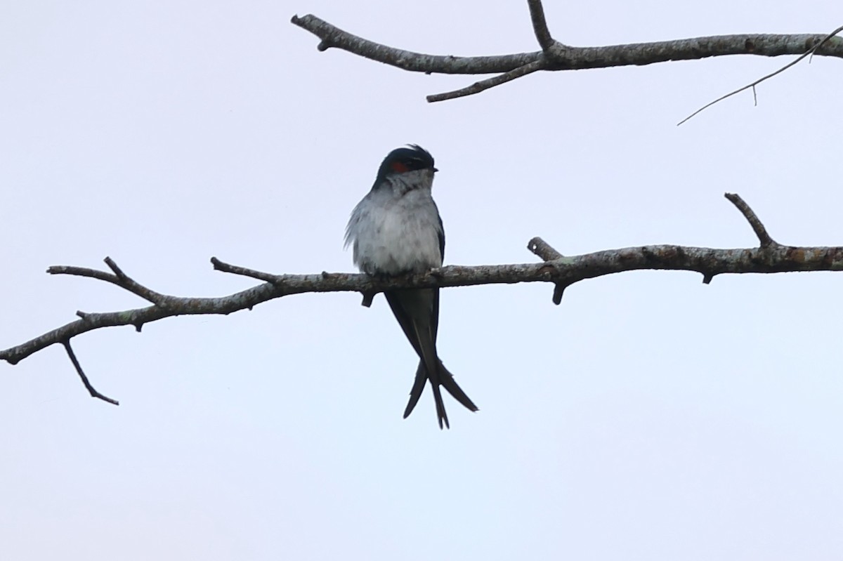 カンムリアマツバメ - ML643947419