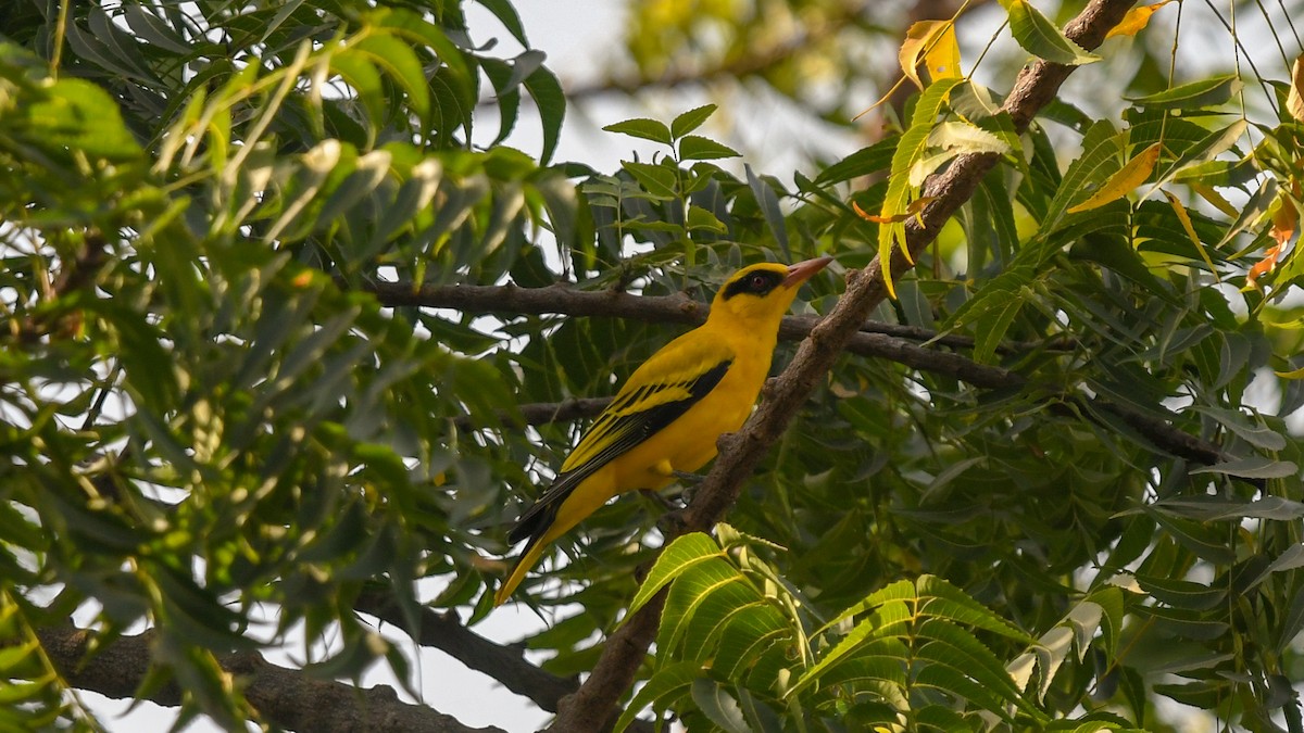 African Golden Oriole - ML643947421