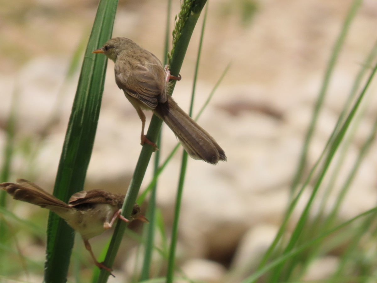 Delicate Prinia - ML643947424