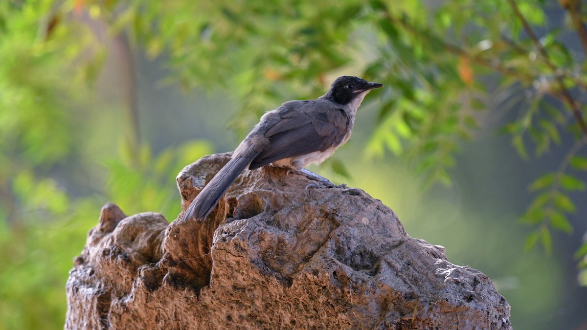 Cratérope à tête noire (reinwardtii) - ML643947427