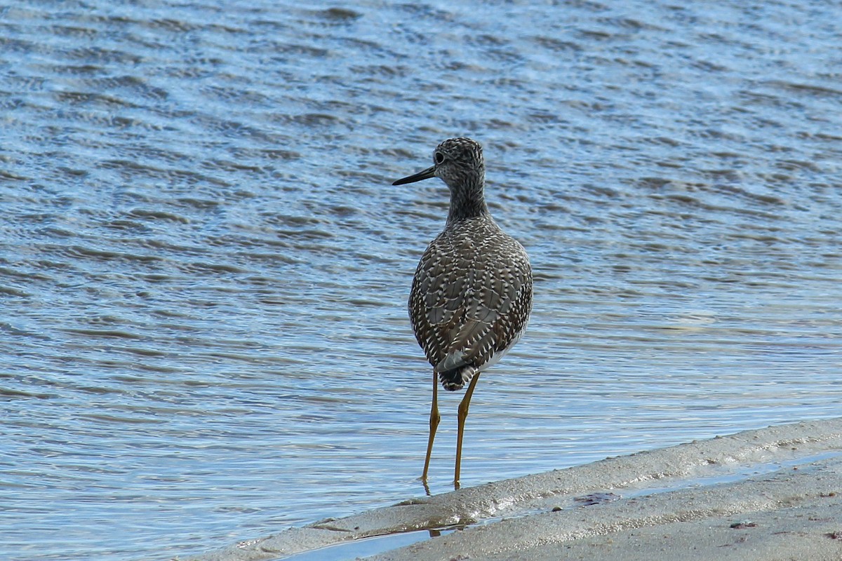 Greater Yellowlegs - ML643947431