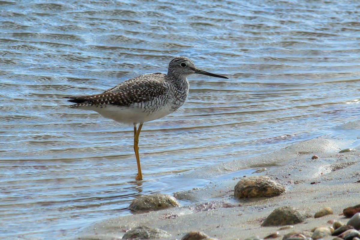 Greater Yellowlegs - ML643947432