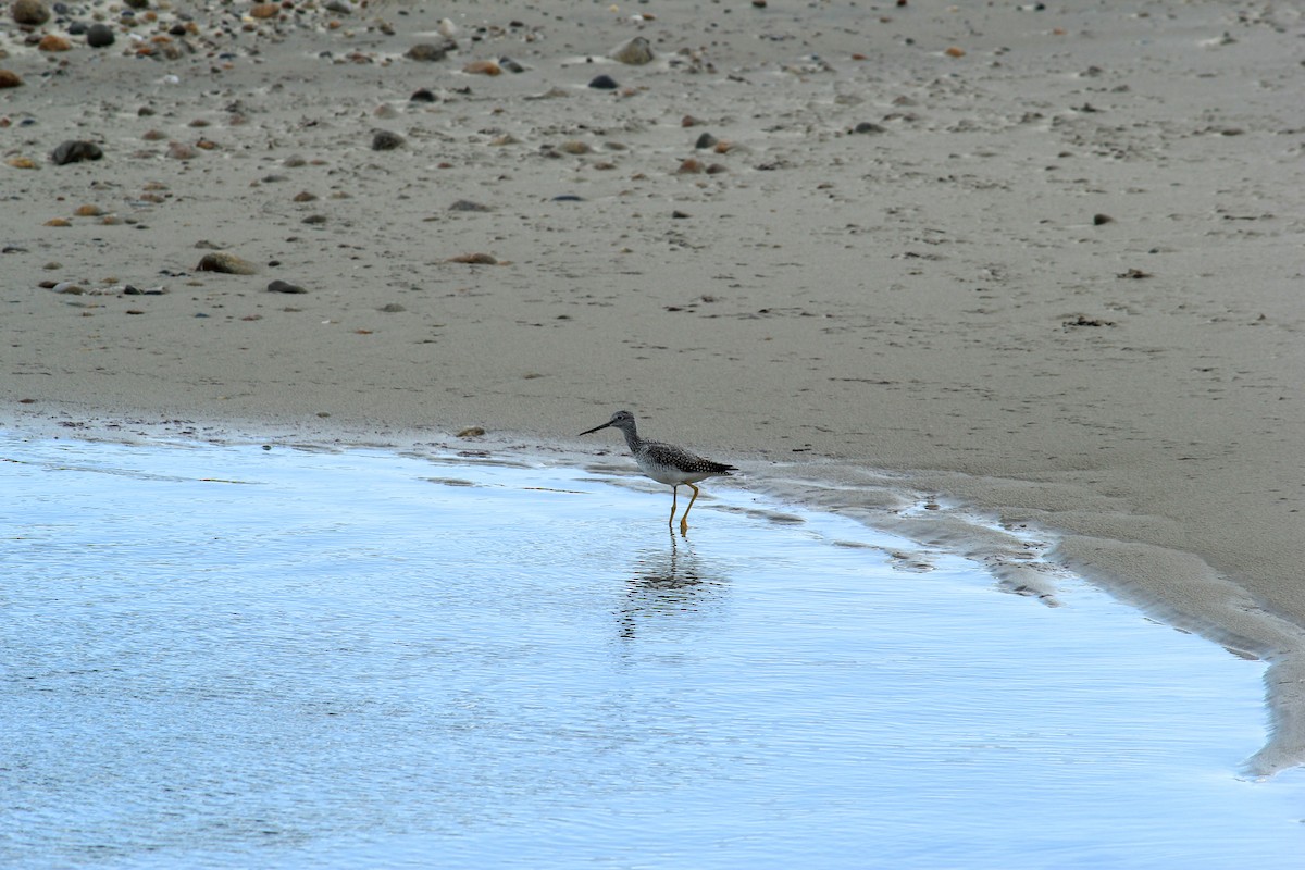 Greater Yellowlegs - ML643947433