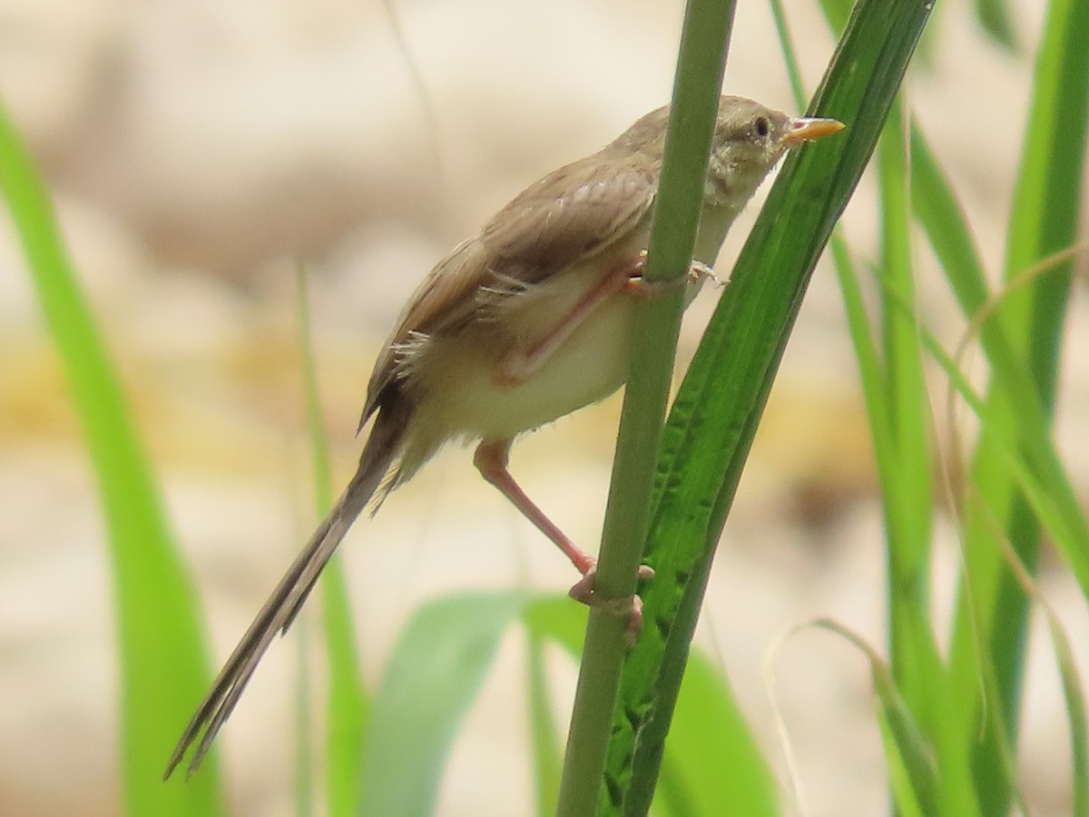 Delicate Prinia - ML643947434