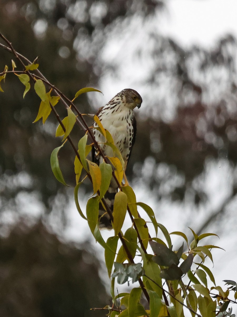 Bicolored Hawk - ML643947437