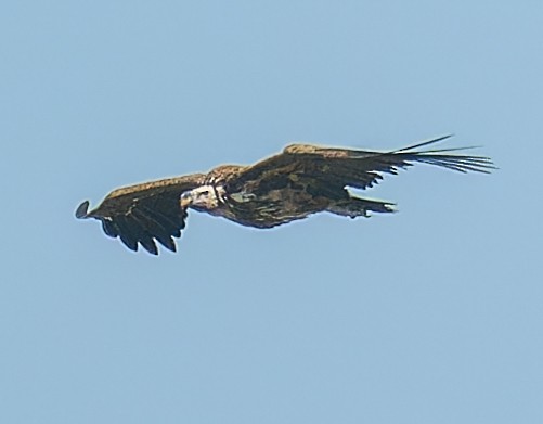 Lappet-faced Vulture - ML643947447