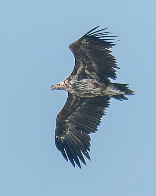 Lappet-faced Vulture - ML643947448