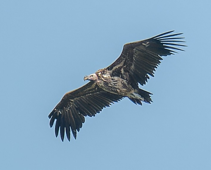 Lappet-faced Vulture - ML643947449