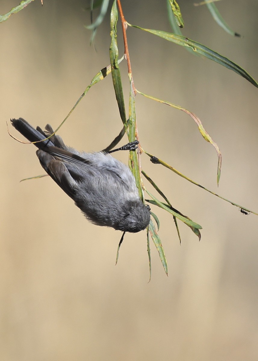 Bushtit - ML643947452