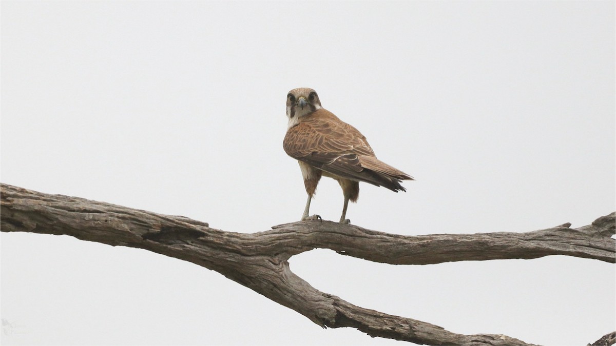 Brown Falcon - ML643947469