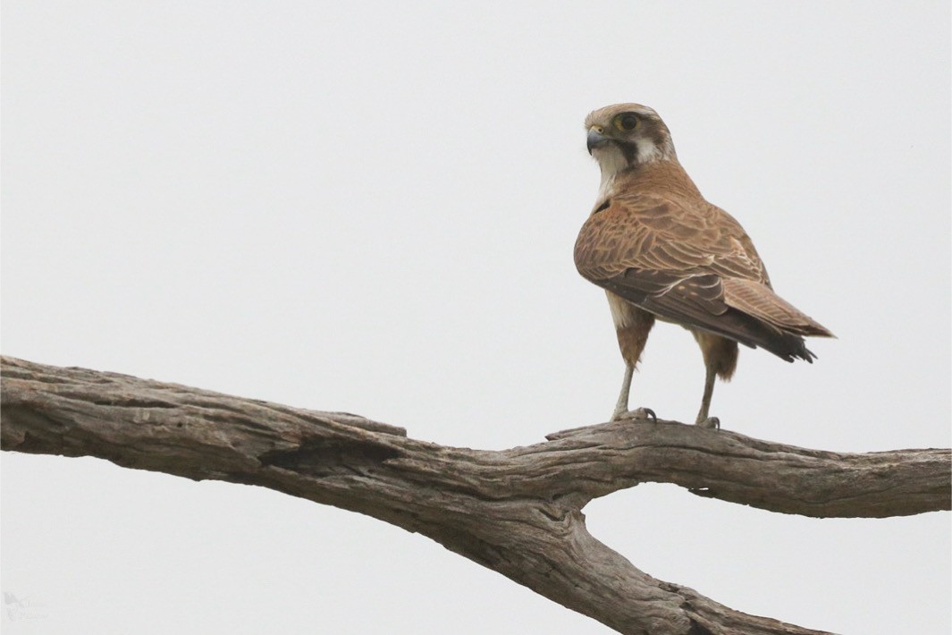 Brown Falcon - ML643947470