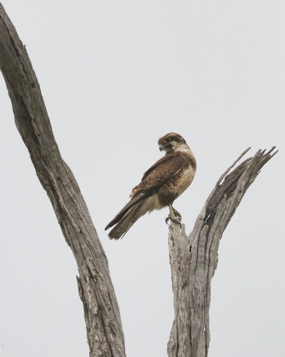 Brown Falcon - ML643947471