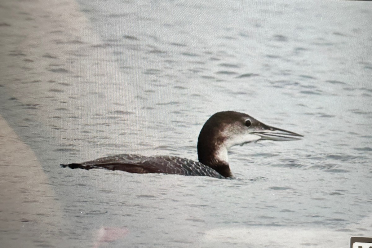 Common Loon - ML643947477