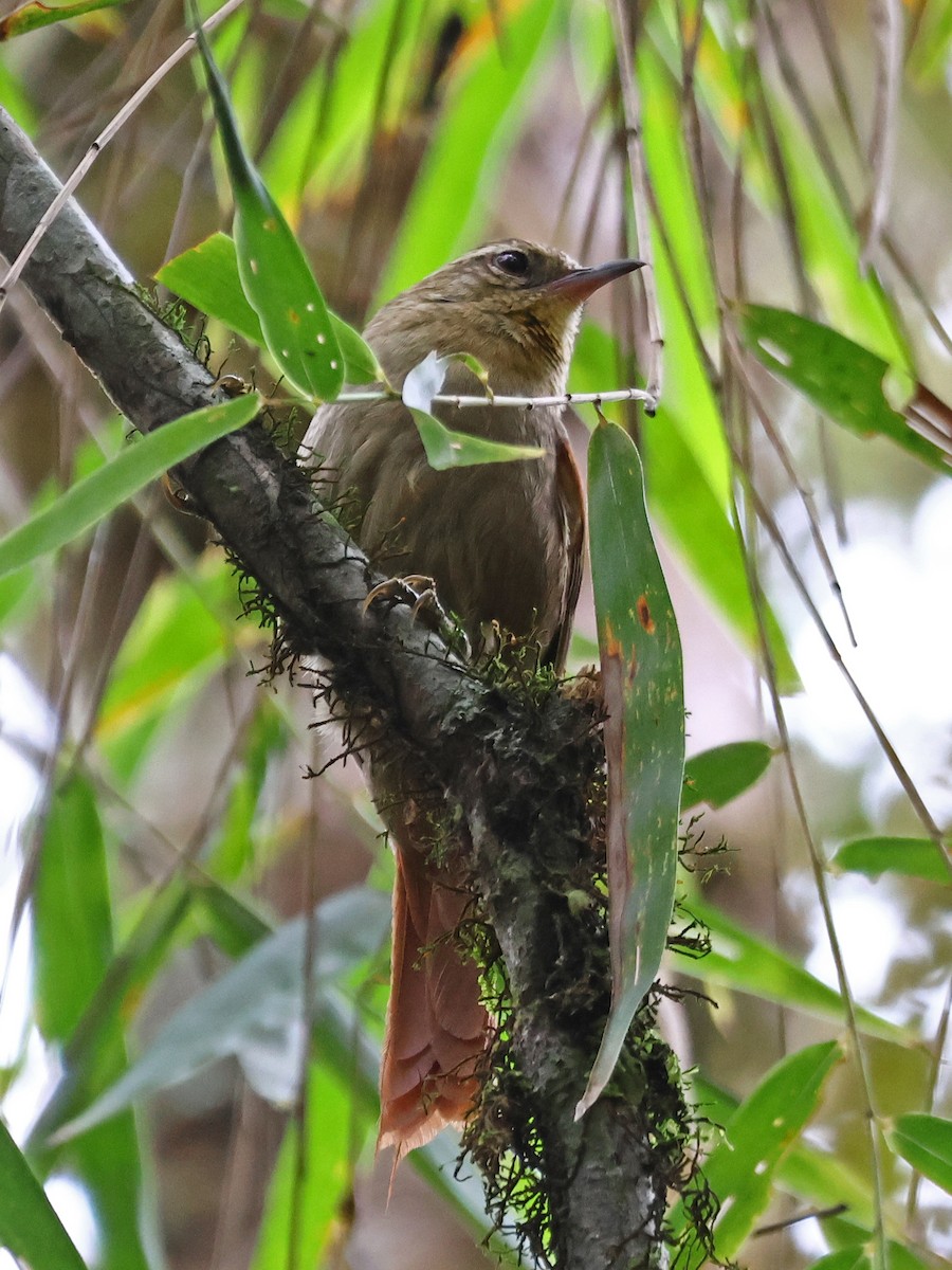 Olive Spinetail - ML643947481