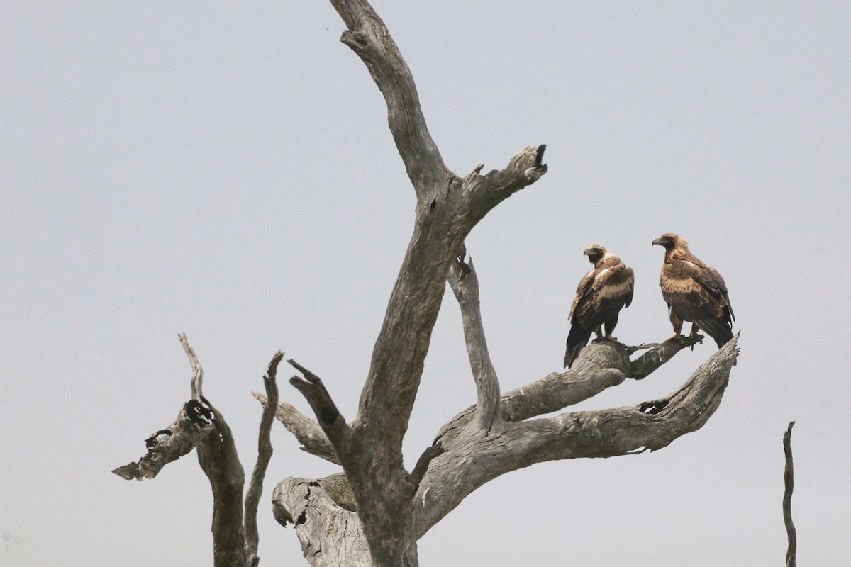 Wedge-tailed Eagle - ML643947485