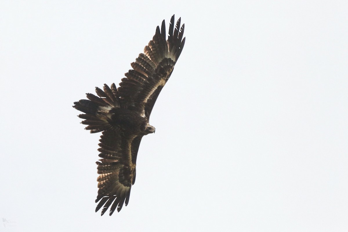 Wedge-tailed Eagle - ML643947486