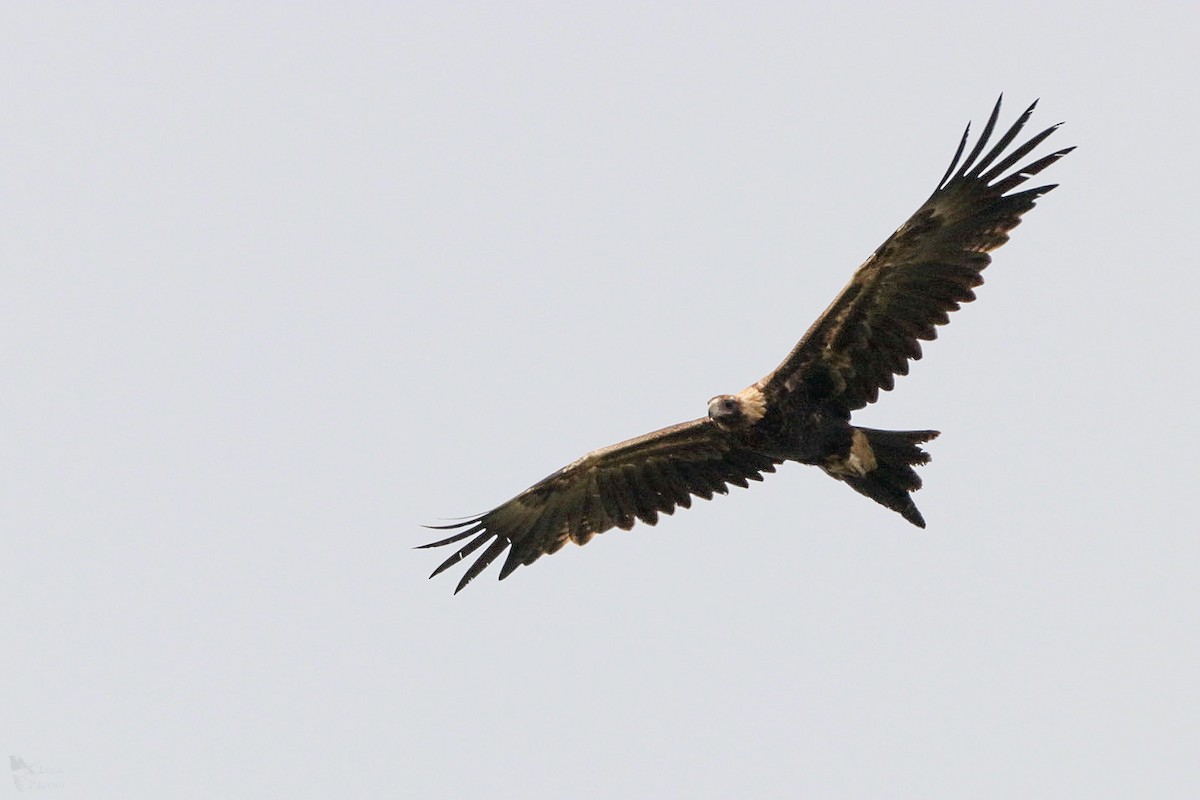 Wedge-tailed Eagle - ML643947487