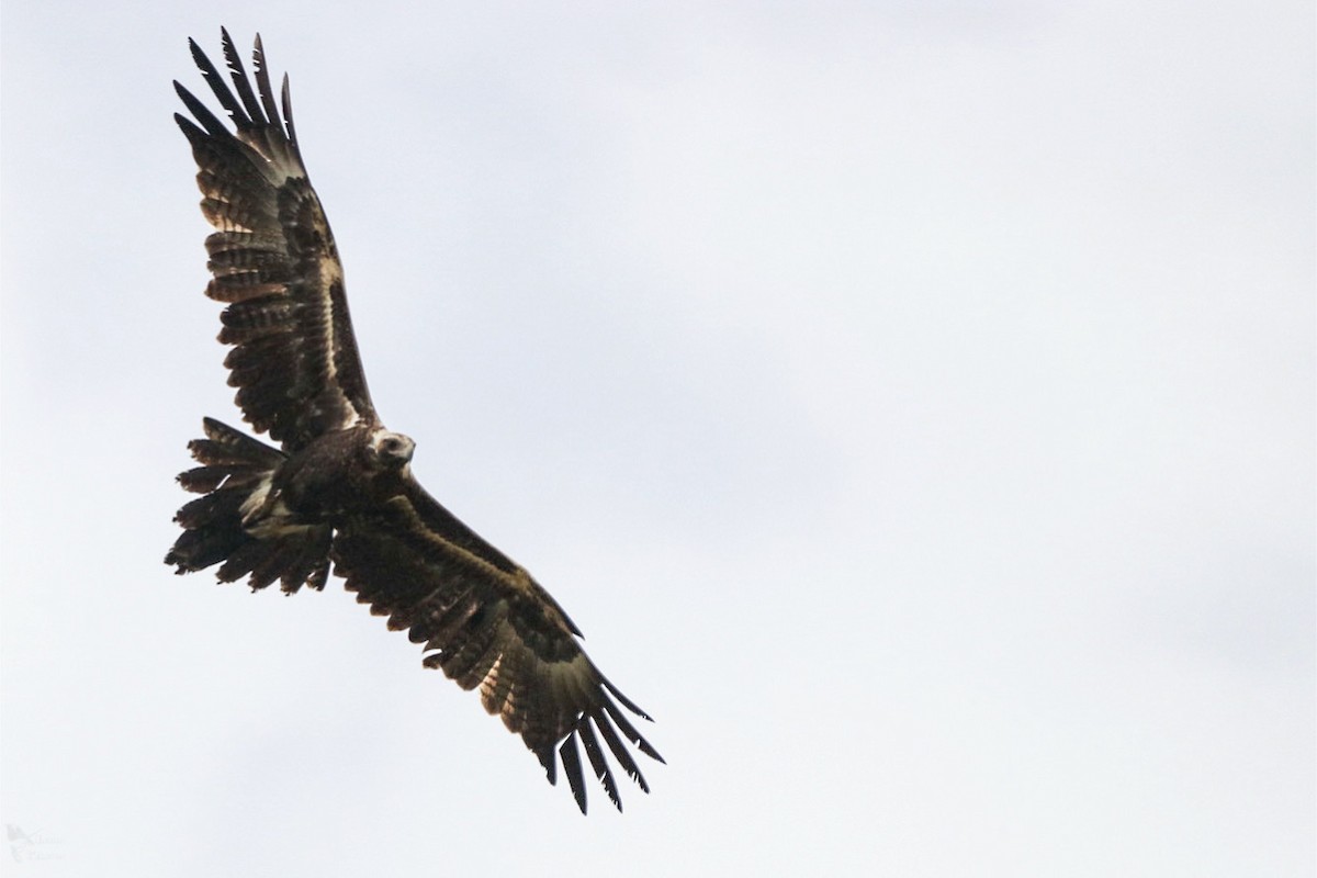Wedge-tailed Eagle - ML643947488
