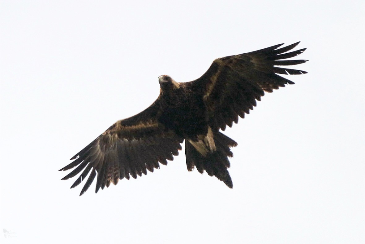 Wedge-tailed Eagle - ML643947489