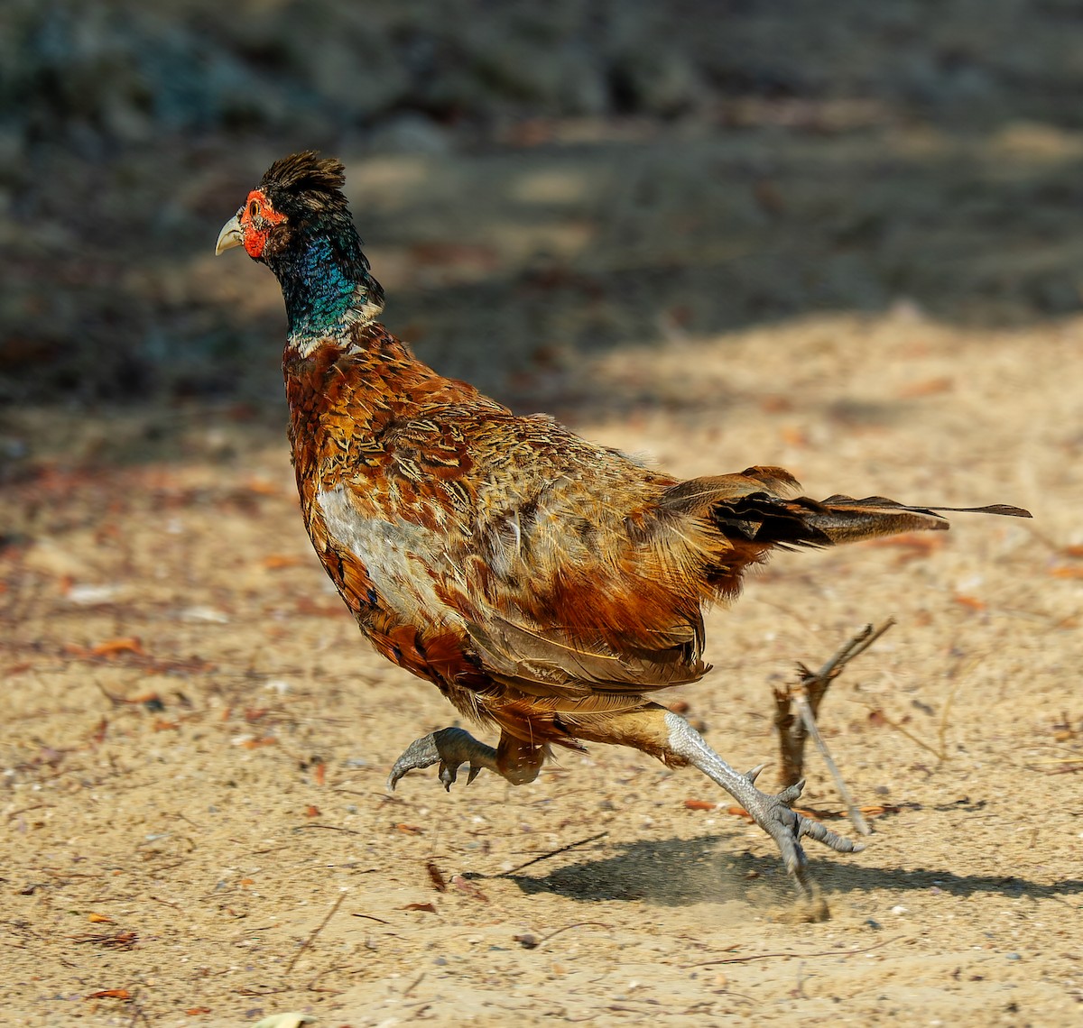 Ring-necked Pheasant - ML643947497