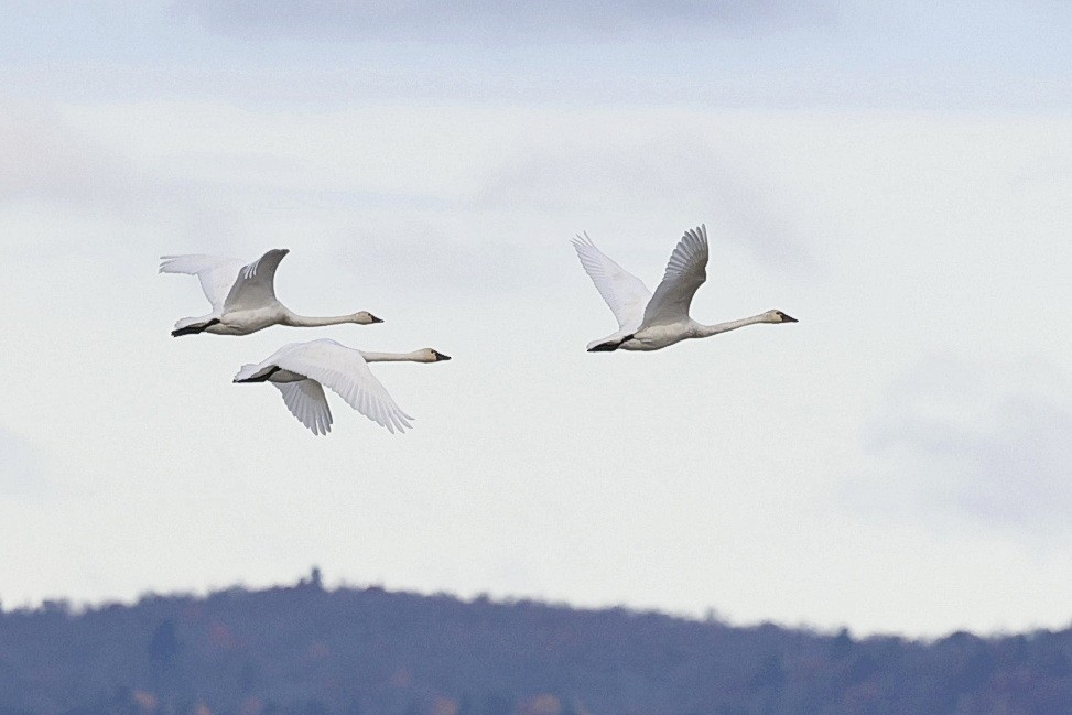 Tundra Swan - ML643947507