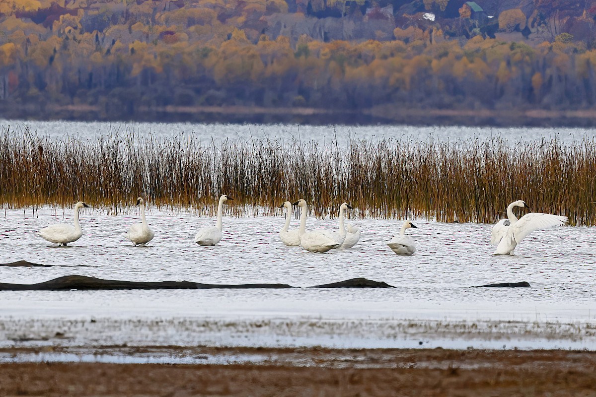 Tundra Swan - ML643947508