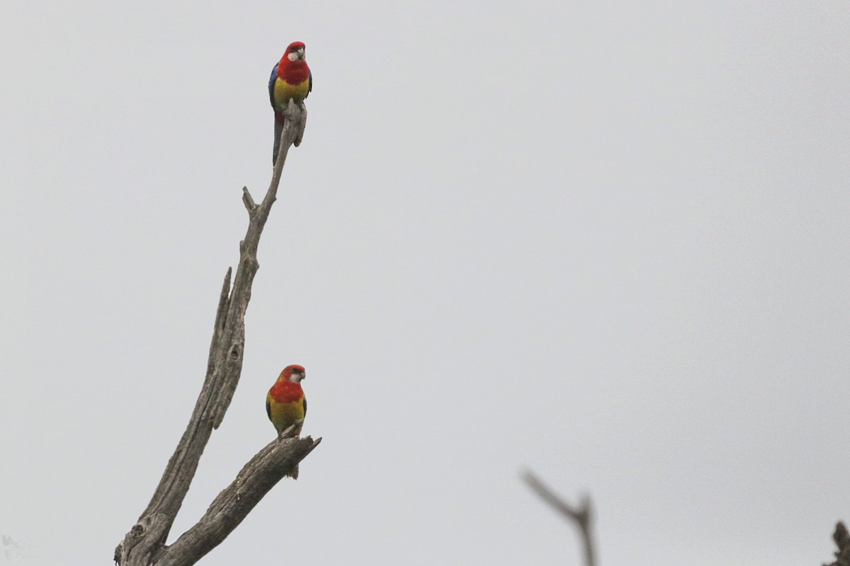 Eastern Rosella - ML643947512