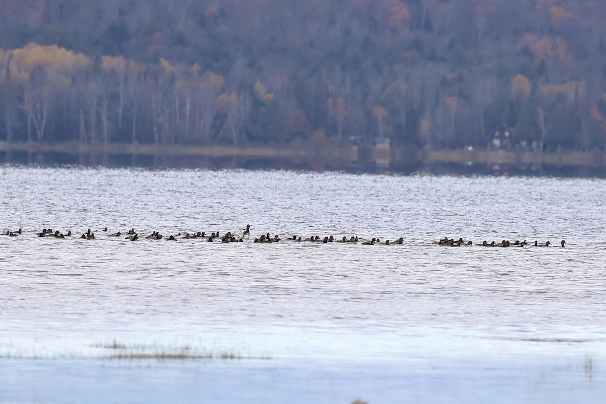 Redhead - ML643947521