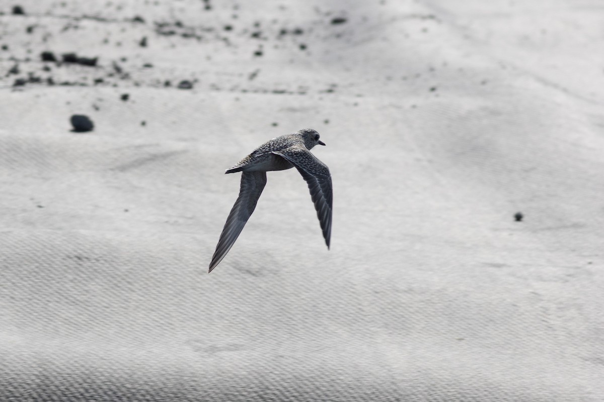 American Golden-Plover - ML643947527