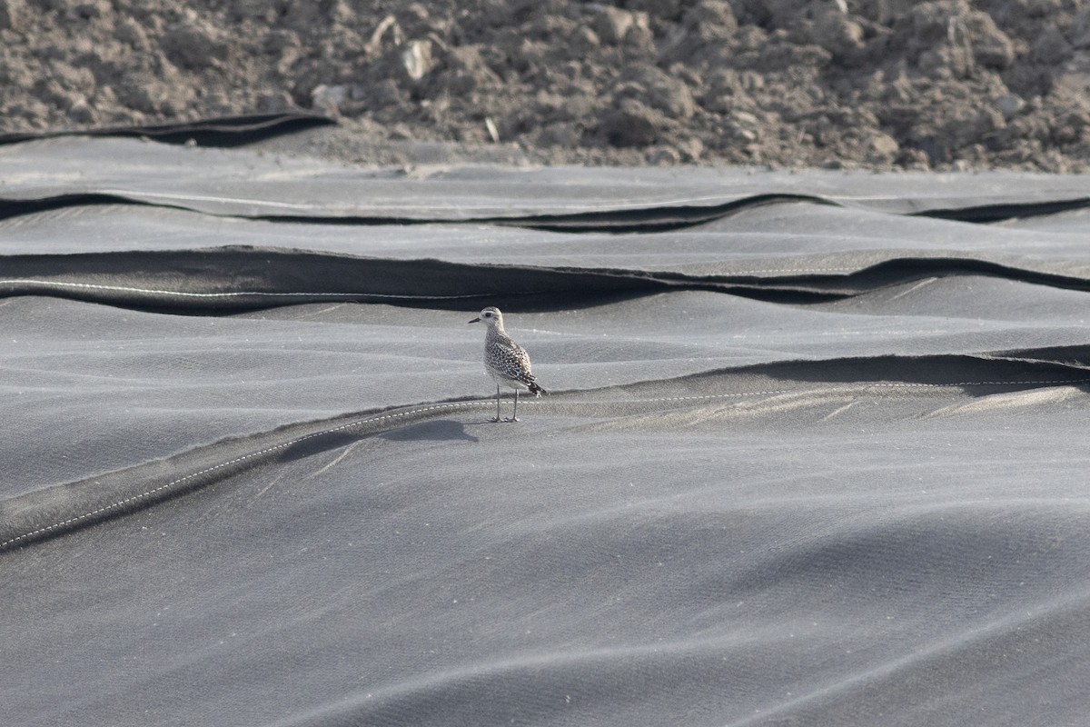 American Golden-Plover - ML643947528