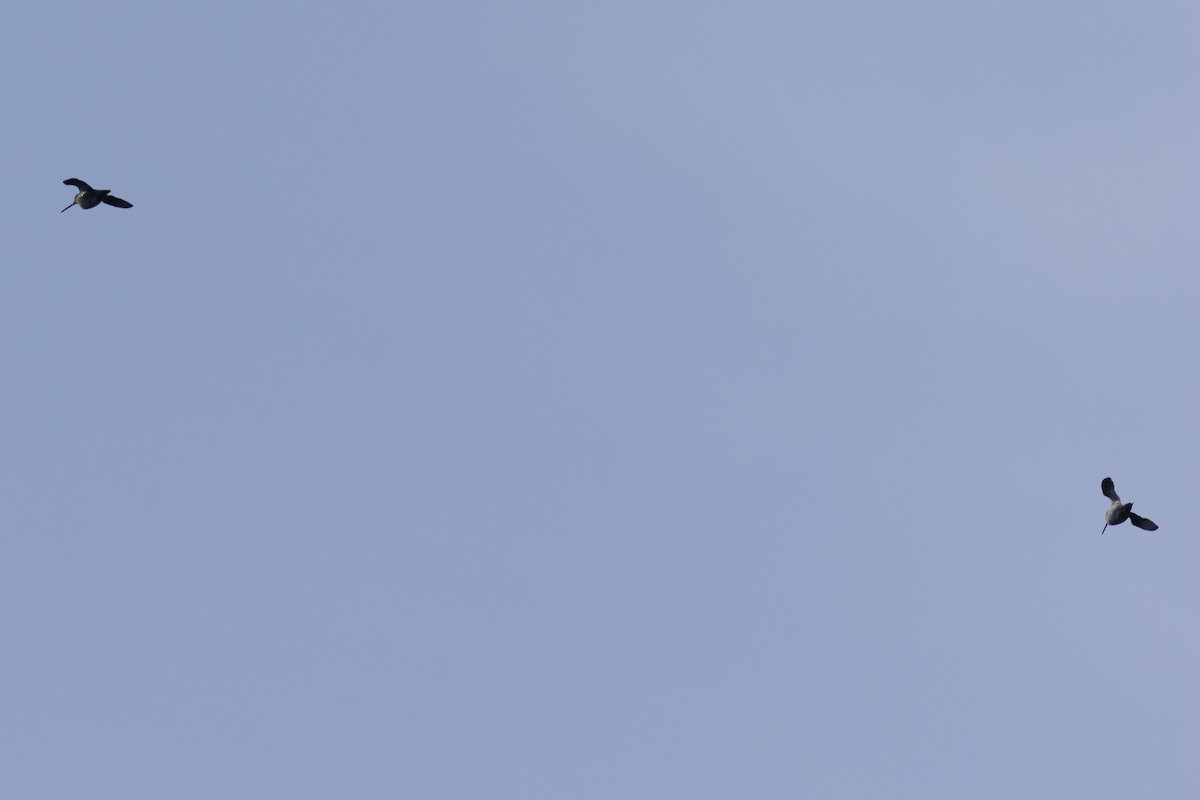 Wilson's Snipe - ML643947531