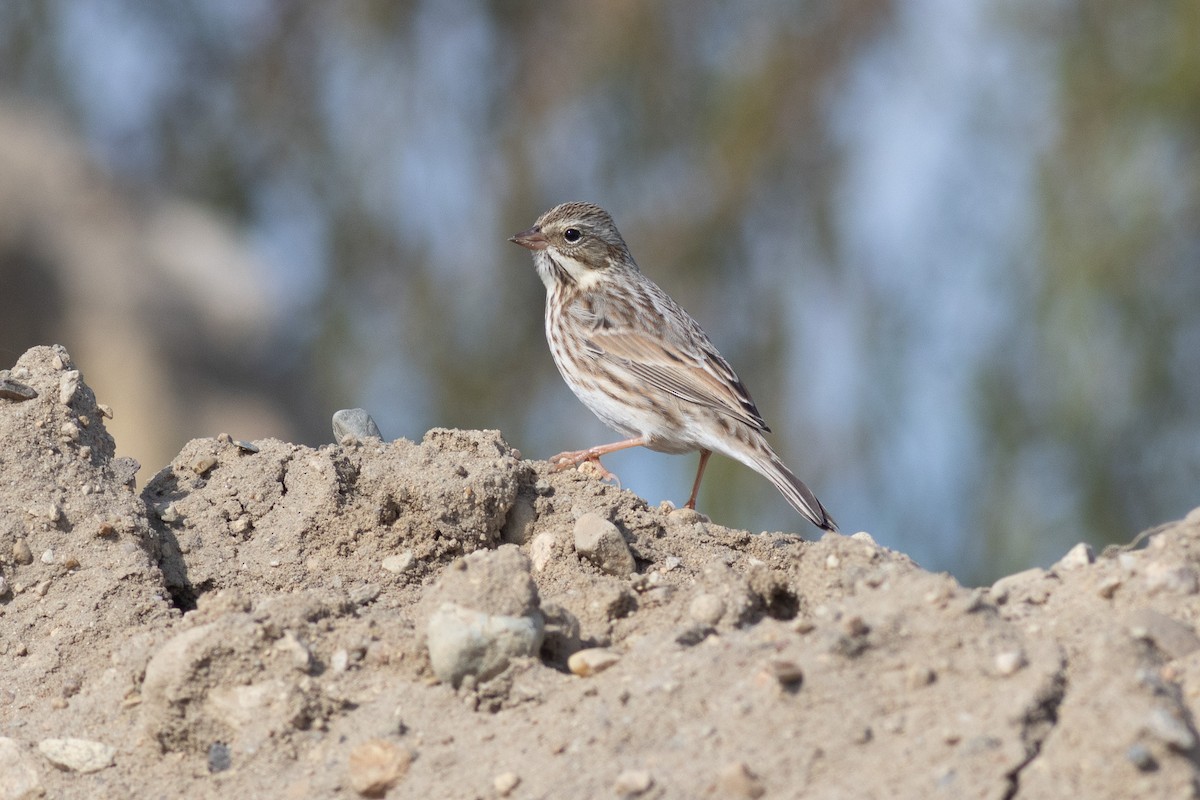 Savannah Sparrow (Ipswich) - ML643947535