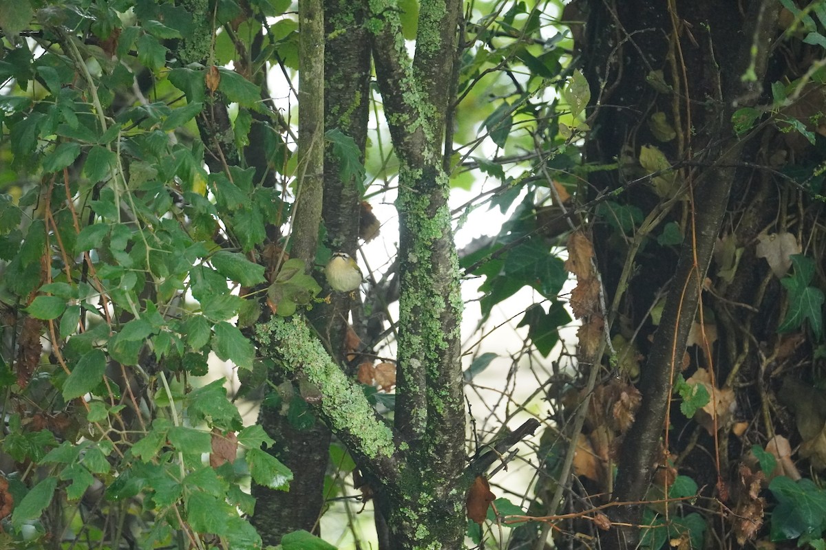 Common Firecrest - ML643947541
