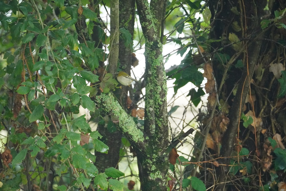 Common Firecrest - ML643947543