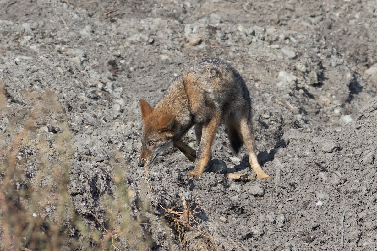 Coyote - ML643947557