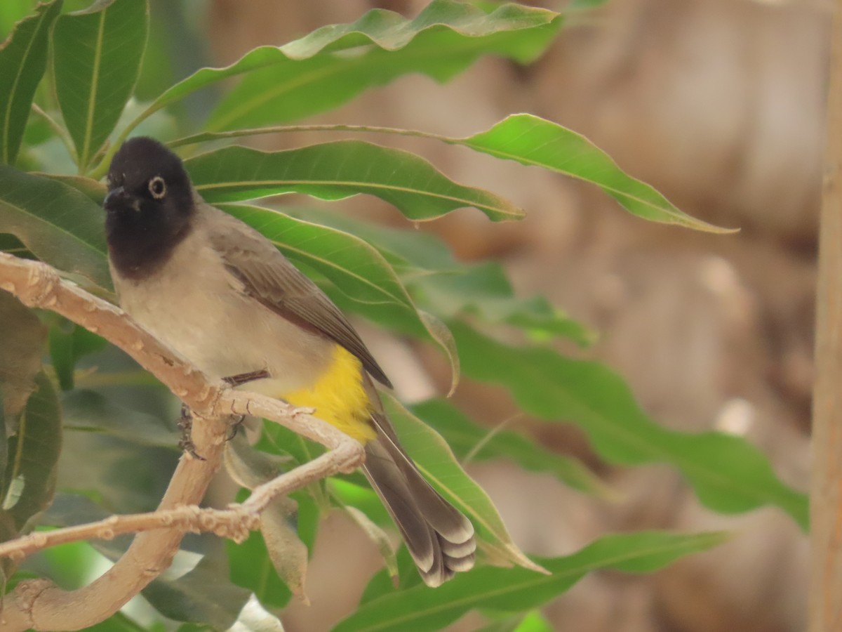 White-spectacled Bulbul - ML643947565