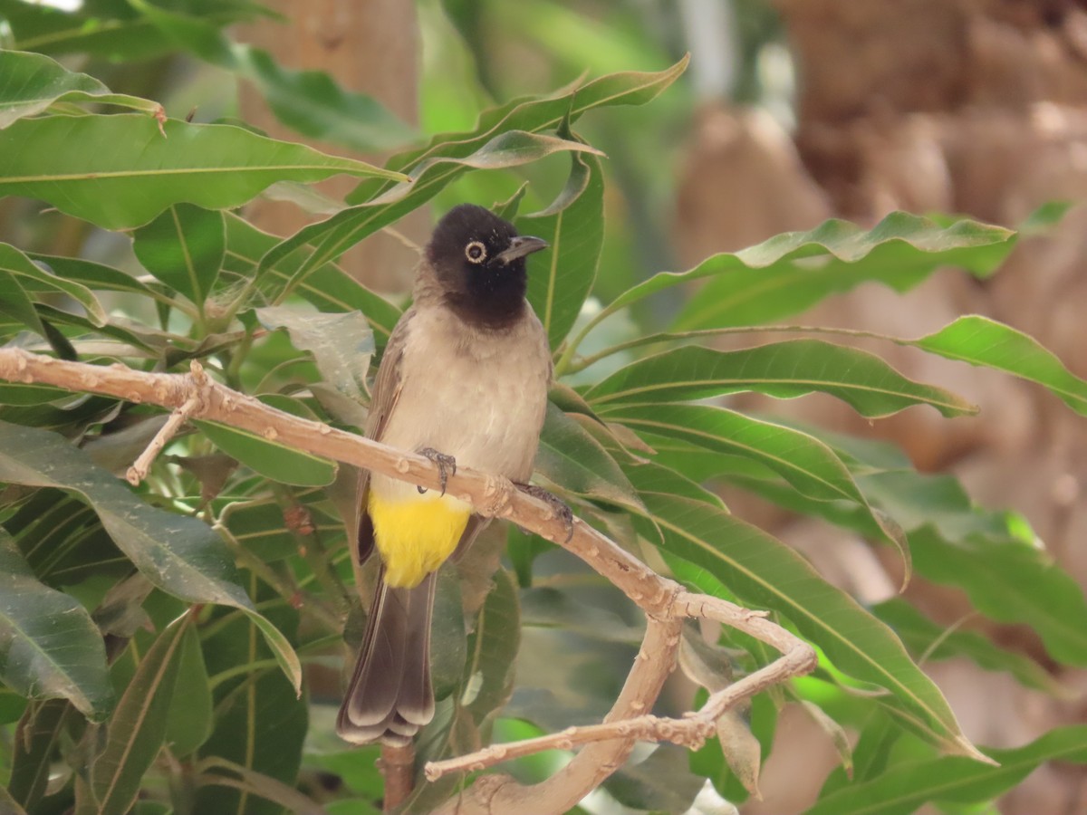 White-spectacled Bulbul - ML643947574