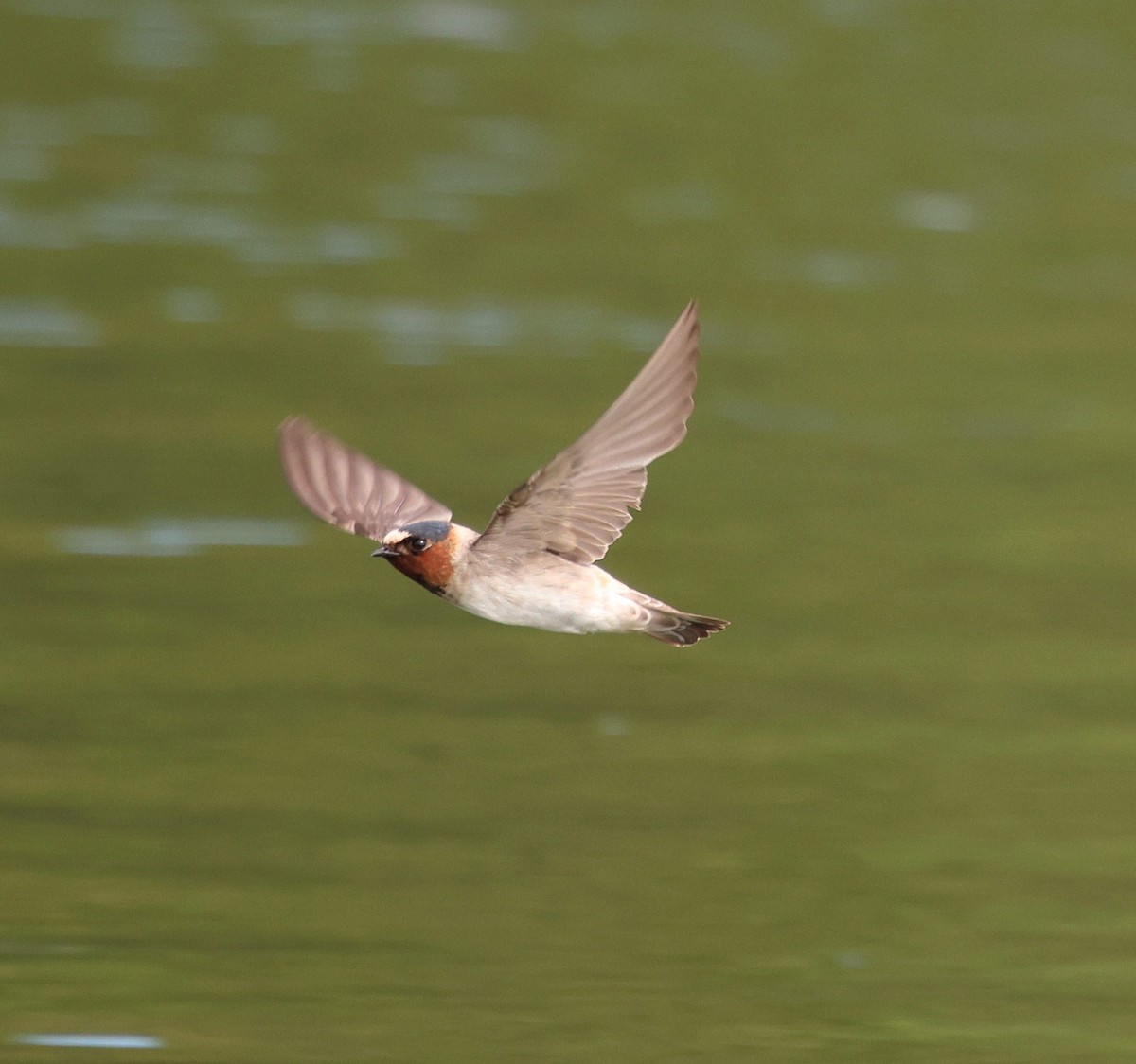 Cliff Swallow - ML643947588