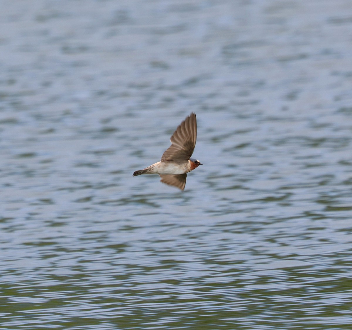 Cliff Swallow - ML643947589
