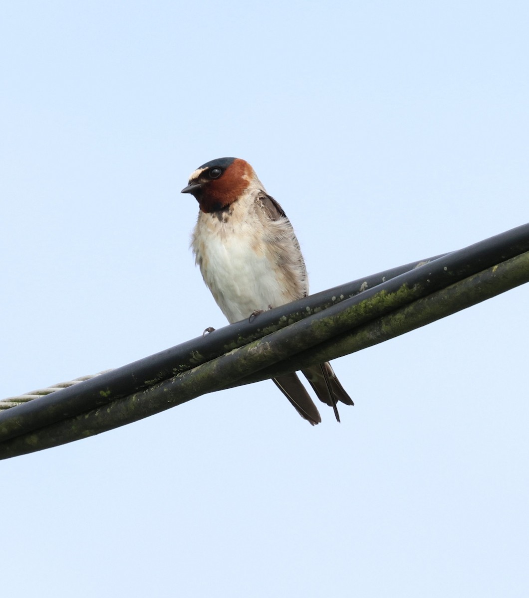 Cliff Swallow - ML643947590