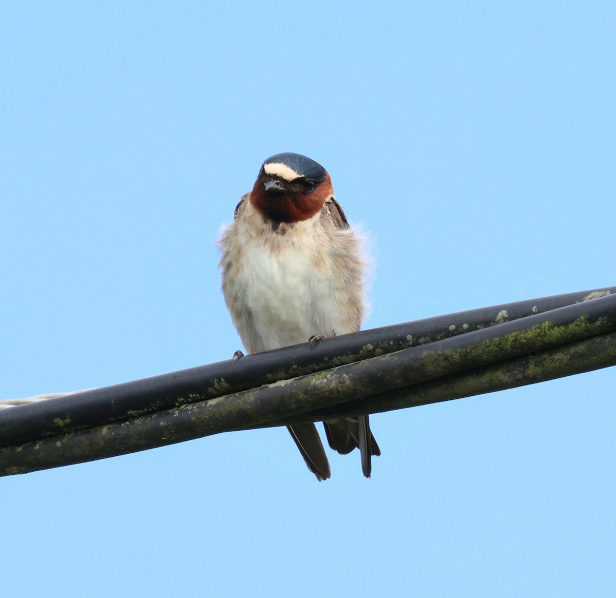 Cliff Swallow - ML643947591