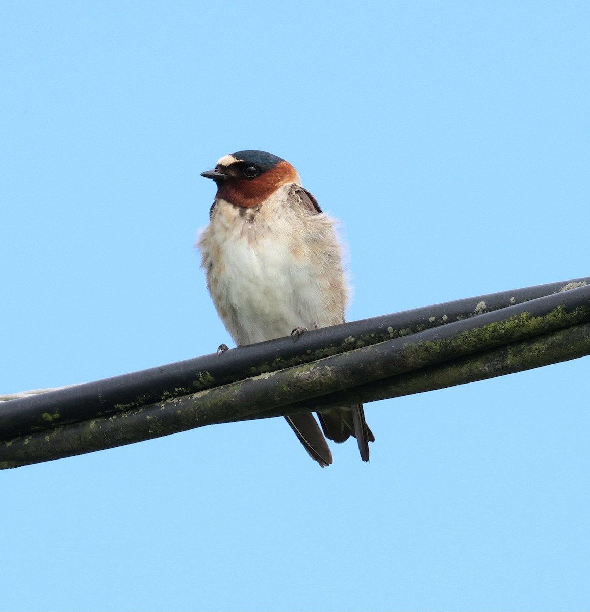 Cliff Swallow - ML643947592