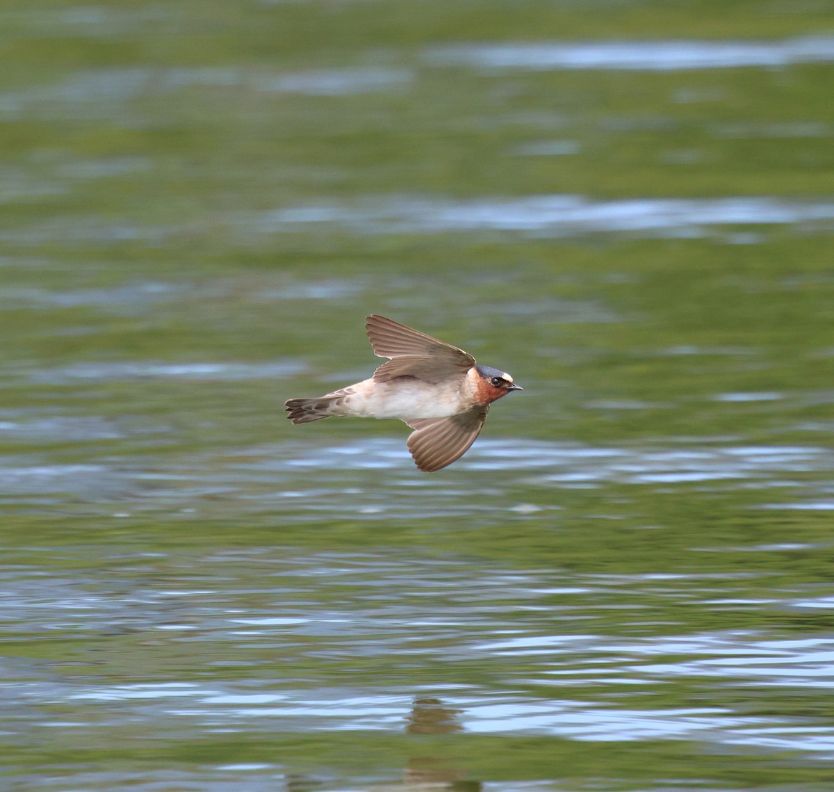 Cliff Swallow - ML643947593