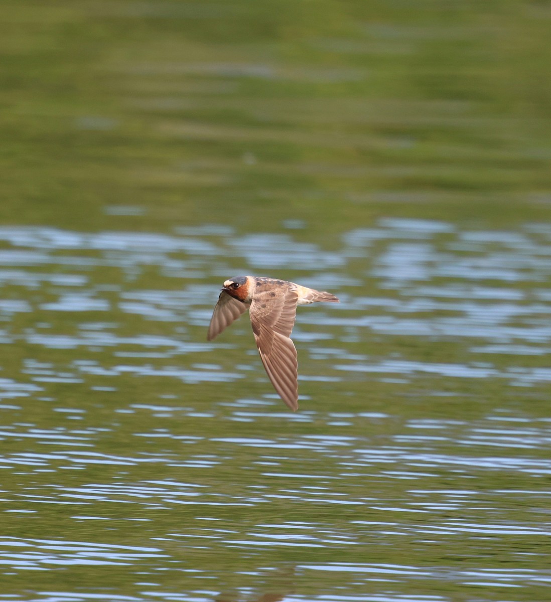Cliff Swallow - ML643947594