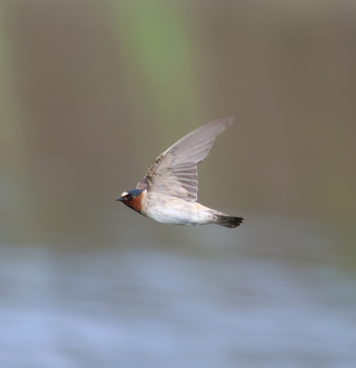 Cliff Swallow - ML643947595