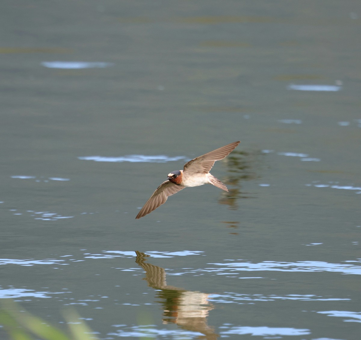 Cliff Swallow - ML643947596