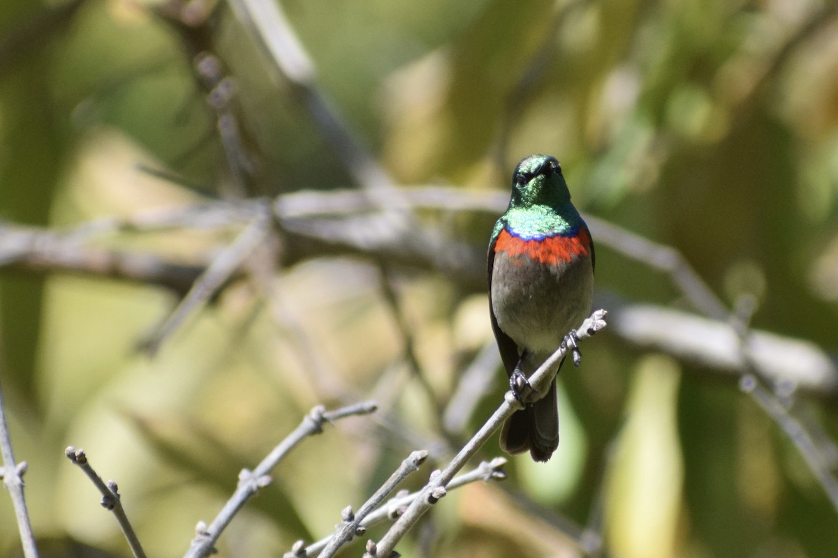 Southern Double-collared Sunbird - ML643947606